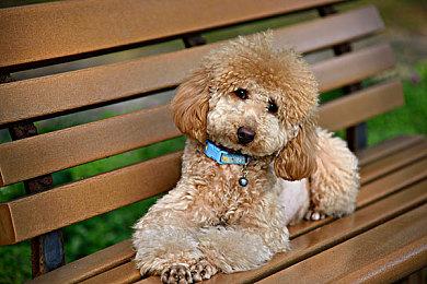 《德军总部》剧集制作中 《辐射》剧集制作人担任主创